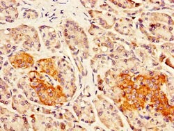 Invitrogen DLK1 Polyclonal Antibody 100 &mu;g; Unconjugated:Antibodies,