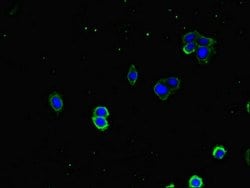 Invitrogen HDJ2 Polyclonal Antibody 100 &mu;g; Unconjugated:Antibodies,