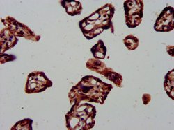 Invitrogen HDJ2 Polyclonal Antibody 100 &mu;g; Unconjugated:Antibodies,