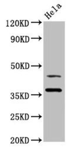 Invitrogen HDJ2 Polyclonal Antibody 100 &mu;g; Unconjugated:Antibodies,