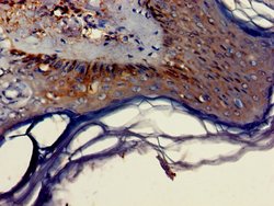 Invitrogen DNAJB2 Polyclonal Antibody 100 &mu;g; Unconjugated:Antibodies,