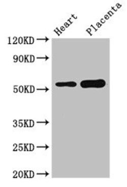 Invitrogen DOK3 Polyclonal Antibody 100 &mu;g | Buy Online | Invitrogen&trade; | Fisher Scientific