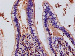 Invitrogen DUOX2 Polyclonal Antibody 100 &mu;L; Unconjugated:Antibodies,