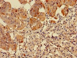 Invitrogen RPS5 Polyclonal Antibody 100 &mu;g; Unconjugated:Antibodies,