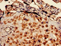 Invitrogen EBI3 Polyclonal Antibody 100 &mu;g; Unconjugated:Antibodies,