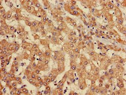 Invitrogen EBI3 Polyclonal Antibody 100 &mu;g; Unconjugated:Antibodies,