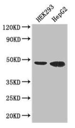 Invitrogen EBI3 Polyclonal Antibody 100 &mu;g; Unconjugated:Antibodies,