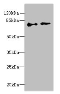 Invitrogen ECD Polyclonal Antibody 100 &mu;g; Unconjugated:Antibodies,