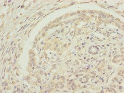 Invitrogen EDIL3 Polyclonal Antibody 100 &mu;L; Unconjugated:Antibodies,