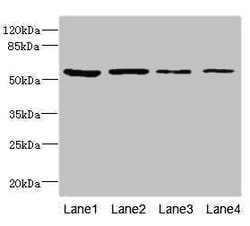 Invitrogen EDIL3 Polyclonal Antibody 100 &mu;L; Unconjugated:Antibodies,