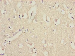 Invitrogen EEF1A2 Polyclonal Antibody 100 &mu;L; Unconjugated:Antibodies,