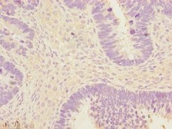 Invitrogen EEF1A2 Polyclonal Antibody 100 &mu;L; Unconjugated:Antibodies,