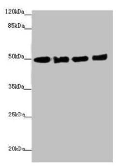 Invitrogen EEF1A2 Polyclonal Antibody 100 &mu;L; Unconjugated:Antibodies,
