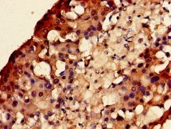 Invitrogen EEF1E1 Polyclonal Antibody 100 &mu;g; Unconjugated:Antibodies,