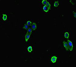 Invitrogen EFCAB7 Polyclonal Antibody 100 &mu;g; Unconjugated:Antibodies,