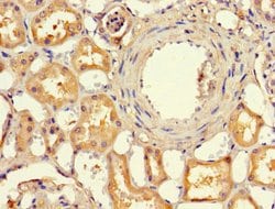 Invitrogen EFCAB7 Polyclonal Antibody 100 &mu;g; Unconjugated:Antibodies,