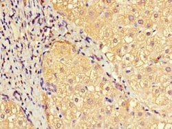 Invitrogen EFCAB7 Polyclonal Antibody 100 &mu;g; Unconjugated:Antibodies,