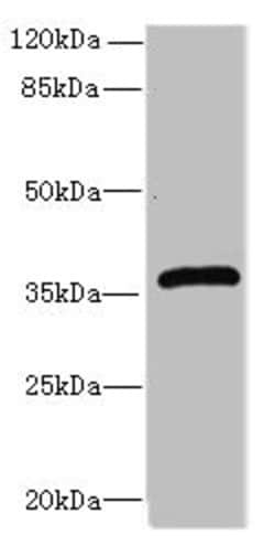 Invitrogen Ephrin B3 Polyclonal Antibody 100 &mu;g; Unconjugated:Antibodies,