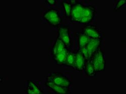 Invitrogen ELAVL2 Polyclonal Antibody 100 &mu;g; Unconjugated:Antibodies,