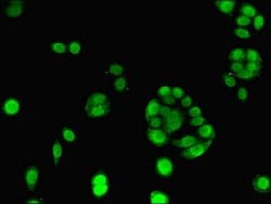 Invitrogen ELAVL2 Polyclonal Antibody 100 &mu;g; Unconjugated:Antibodies,