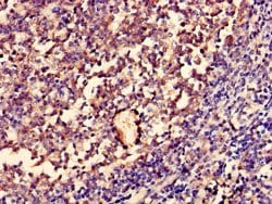 Invitrogen ENOX1 Polyclonal Antibody 100 &mu;g; Unconjugated:Antibodies,