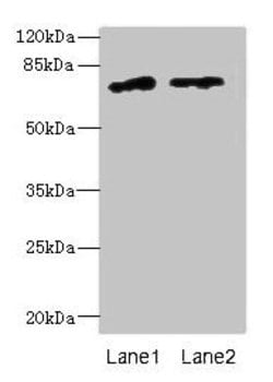 Invitrogen ENOX1 Polyclonal Antibody 100 &mu;g; Unconjugated:Antibodies,
