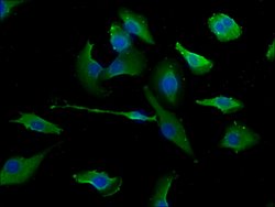 Invitrogen ERC1 Polyclonal Antibody 100 &mu;L; Unconjugated:Antibodies,