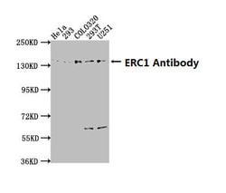 Invitrogen ERC1 Polyclonal Antibody 100 &mu;L; Unconjugated:Antibodies,