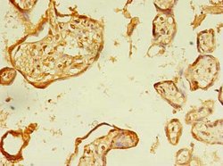 Invitrogen ERLIN1 Polyclonal Antibody 100 &mu;g; Unconjugated:Antibodies,