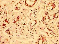Invitrogen ESRP2 Polyclonal Antibody 100 &mu;g; Unconjugated:Antibodies,