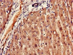 Invitrogen FADS1 Polyclonal Antibody 100 &mu;g; Unconjugated:Antibodies,