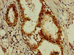 Invitrogen eIF3d Polyclonal Antibody 100 &mu;g; Unconjugated:Antibodies,