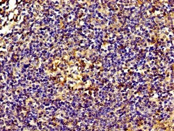 Invitrogen eIF3d Polyclonal Antibody 100 &mu;g; Unconjugated:Antibodies,