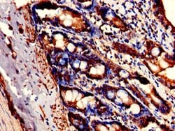 Invitrogen FAM3B Polyclonal Antibody 100 &mu;g; Unconjugated:Antibodies,