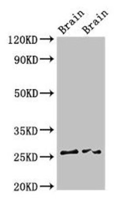 Invitrogen FAM3B Polyclonal Antibody 100 &mu;g; Unconjugated:Antibodies,