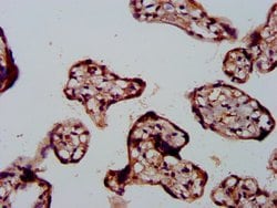 Invitrogen Fibulin 2 Polyclonal Antibody 100 &mu;g; Unconjugated:Antibodies,