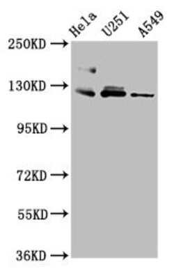Invitrogen Fibulin 2 Polyclonal Antibody 100 &mu;g; Unconjugated:Antibodies,