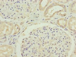 Invitrogen FBXO24 Polyclonal Antibody 100 &mu;g; Unconjugated:Antibodies,