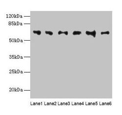 Invitrogen FBXO24 Polyclonal Antibody 100 &mu;g; Unconjugated:Antibodies,