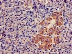 Invitrogen FCHSD2 Polyclonal Antibody 100 &mu;g; Unconjugated:Antibodies,