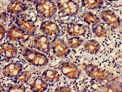 Invitrogen FCHSD2 Polyclonal Antibody 100 &mu;g; Unconjugated:Antibodies,
