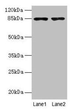 Invitrogen FCHSD2 Polyclonal Antibody 100 &mu;g; Unconjugated:Antibodies,