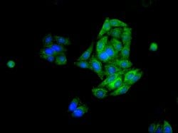 Invitrogen FDFT1 Polyclonal Antibody 100 &mu;g; Unconjugated:Antibodies,