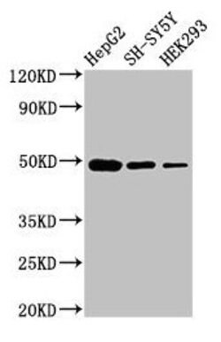 Invitrogen FDFT1 Polyclonal Antibody 100 &mu;g; Unconjugated:Antibodies,
