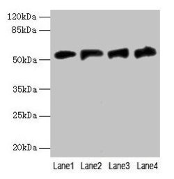 Invitrogen FDXR Polyclonal Antibody 100 &mu;g; Unconjugated:Antibodies,