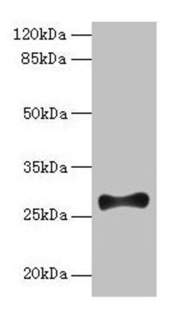 FGF13 Polyclonal Antibody:Antibodies, Polyclonal