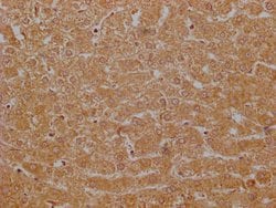Invitrogen G0S2 Polyclonal Antibody 100 &mu;g; Unconjugated:Antibodies,