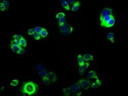Invitrogen GABRA4 Polyclonal Antibody 100 &mu;g; Unconjugated:Antibodies,