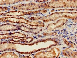 Invitrogen GABRA4 Polyclonal Antibody 100 &mu;g; Unconjugated:Antibodies,