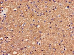 Invitrogen GABRA4 Polyclonal Antibody 100 &mu;g; Unconjugated:Antibodies,